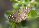 Speckled Wood